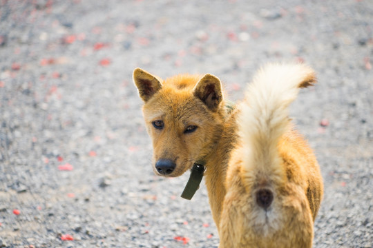 中华田园犬