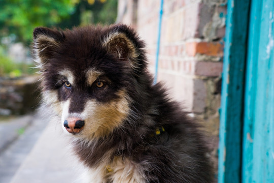 阿拉斯加犬