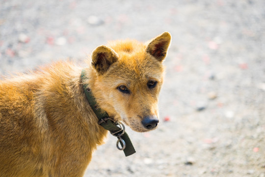 中华田园犬