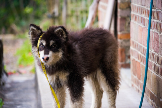 阿拉斯加犬