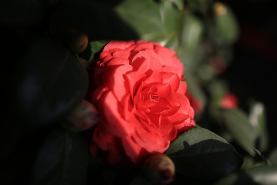 山茶花 花卉