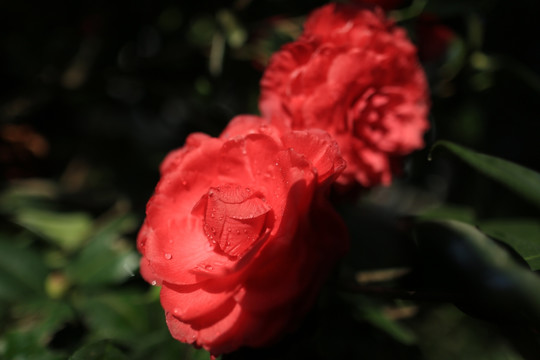 山茶花 花卉