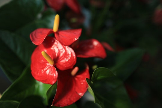 植物花草 红掌