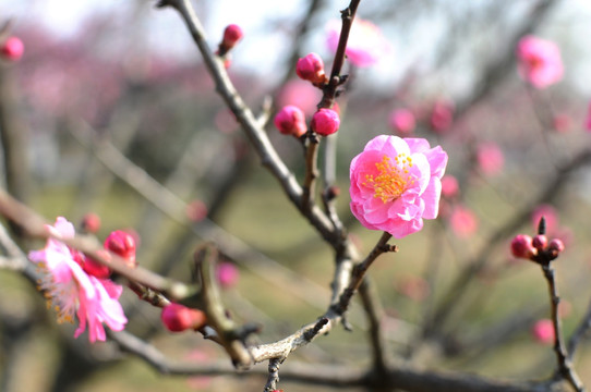 梅花 花卉