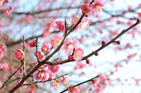 梅花 花卉