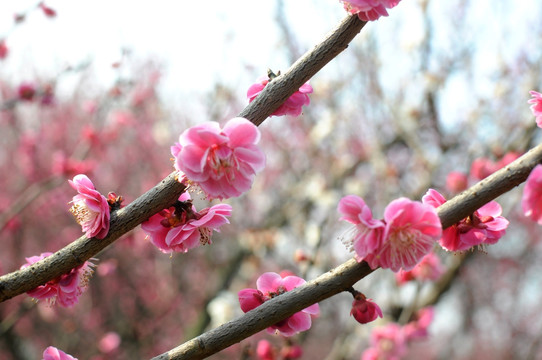 梅花 鲜花