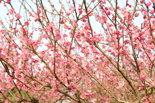 梅花 鲜花