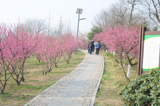 梅花 鲜花