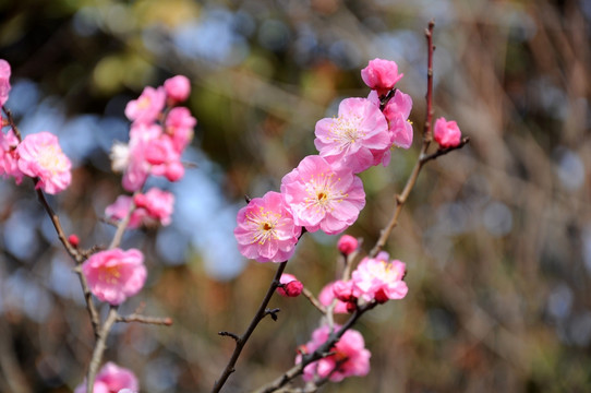 梅花 花卉