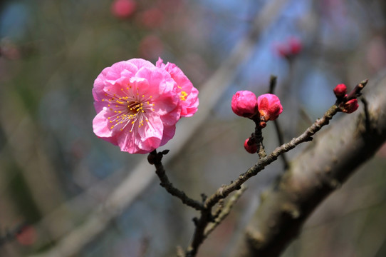 梅花 花卉