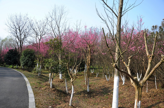 梅花 花卉