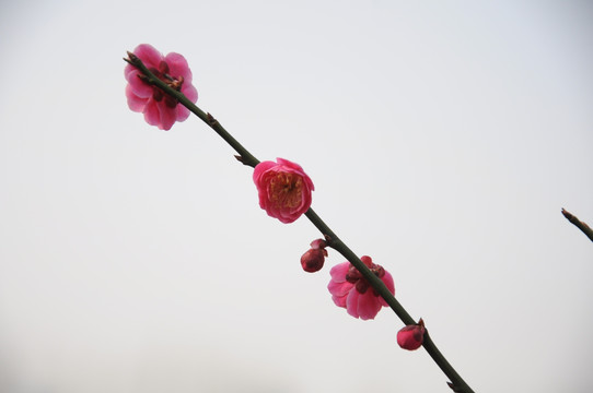 梅花 鲜花 花卉