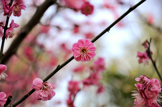 梅花 鲜花 花卉