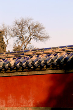 樹上鳥巢