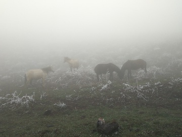 冬日山中大雾徒步旅行