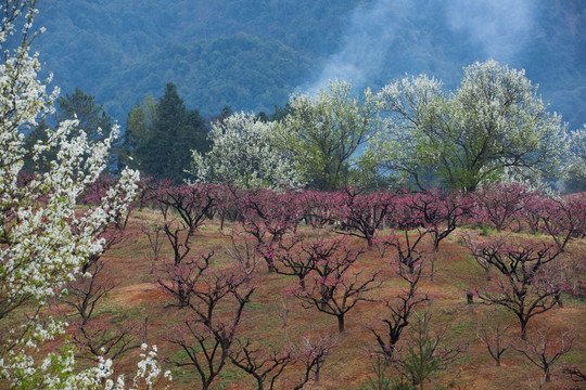 挑花 桃园 田园 背景 桃花开