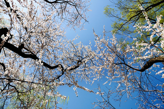 满树花开满色春