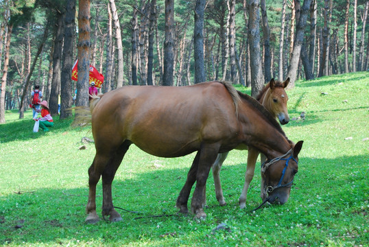 母马与马驹