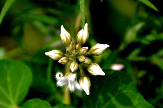 小野花