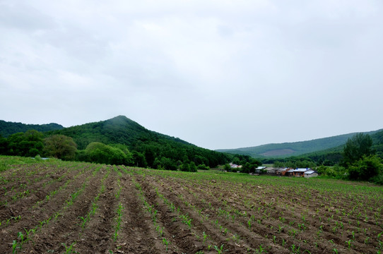 农田远山