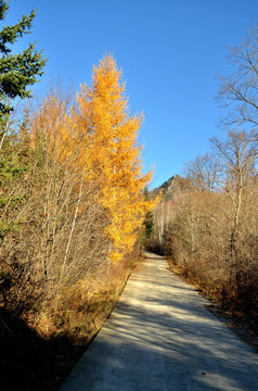 秋天的树林小路