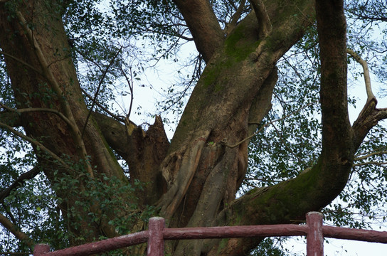 树干 树枝