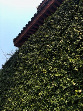 植物墙 