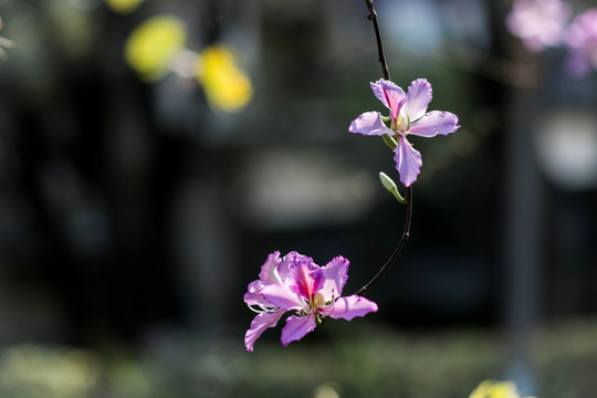 紫荆花