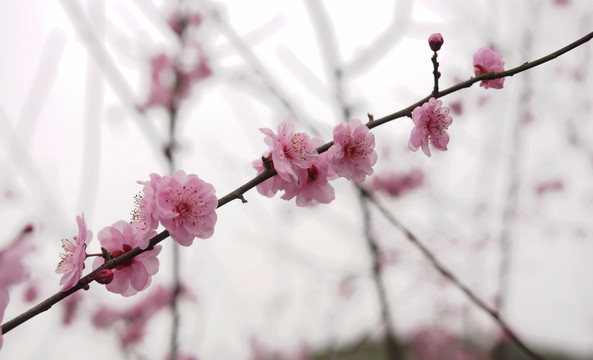 梅花