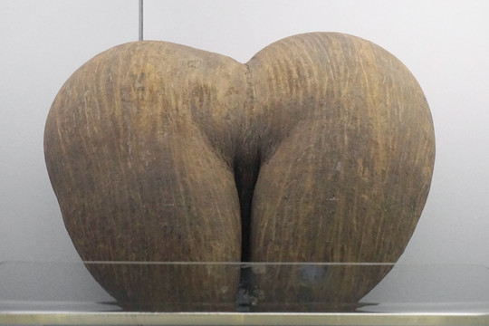世界最大植物种子 双椰子