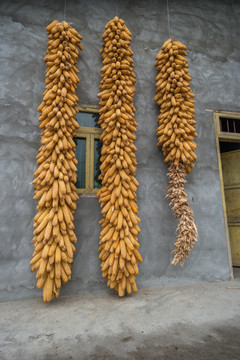 挂墙上的玉米