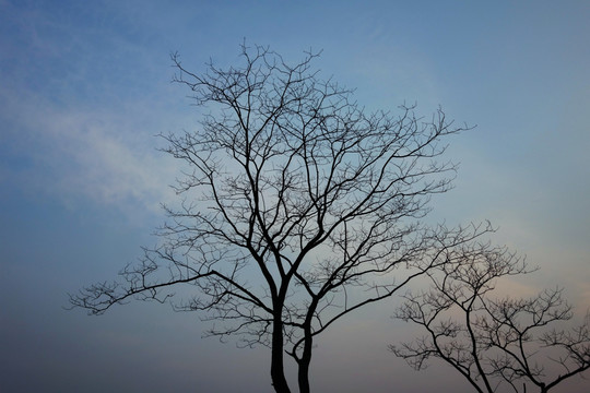 枯树天空