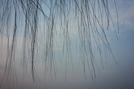 傍晚的枯枝天空