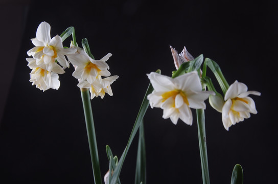 水仙花