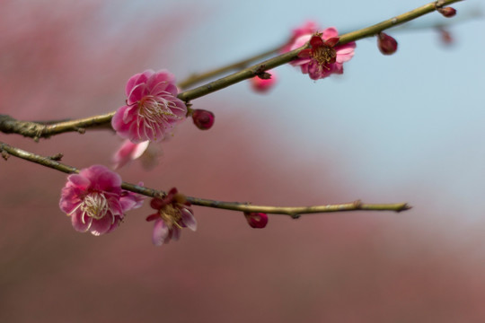 梅花