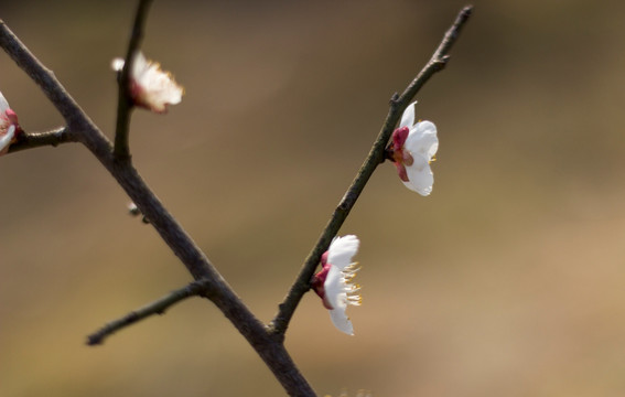 梅花