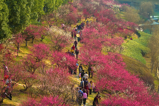 梅花 合肥匡河公园