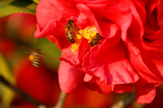 蜜蜂与花