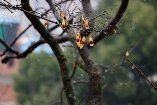 雨中的树枝