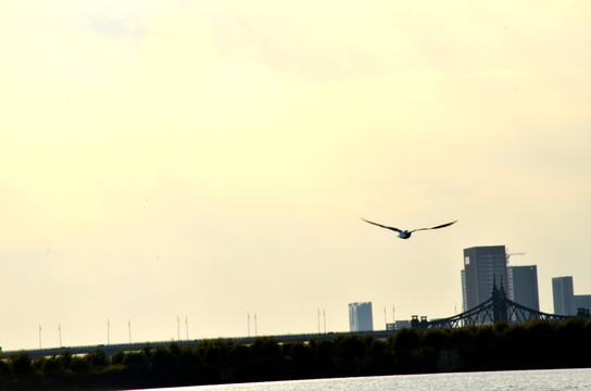 海鸥在空中飞翔