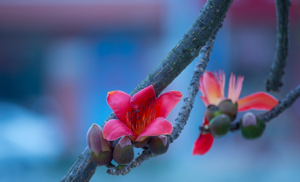 木棉花