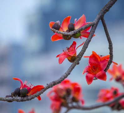 木棉花