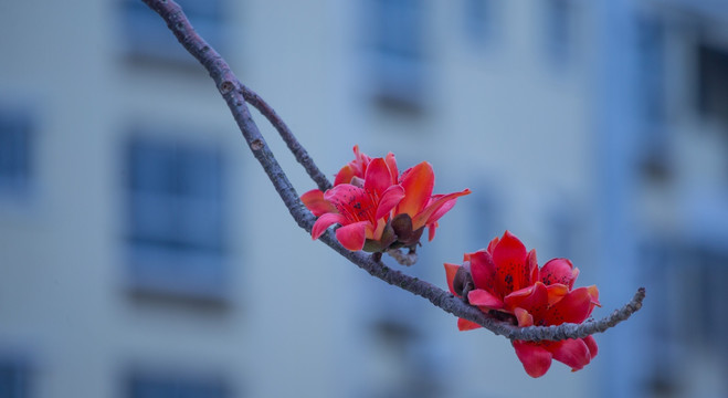 木棉花