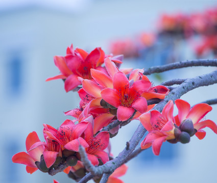 木棉花