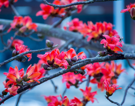 木棉花