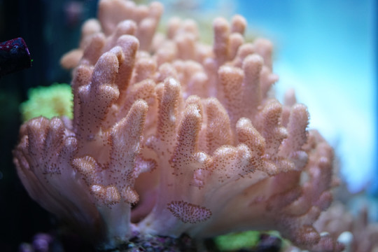 珊瑚 海底世界