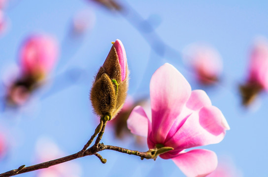 辛荑花Magnolia den