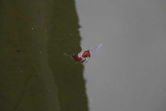 水中鲤鱼