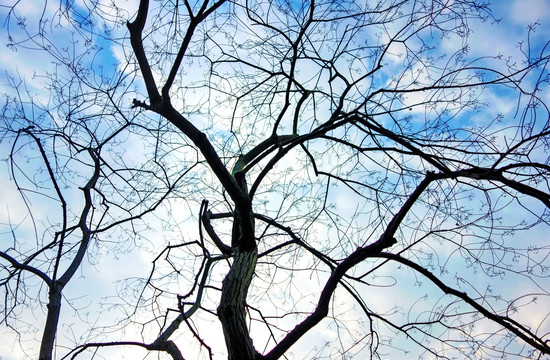 蓝天下的抽象黑色树干