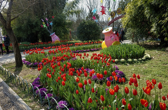 金华兰溪中洲公园郁金香花圃